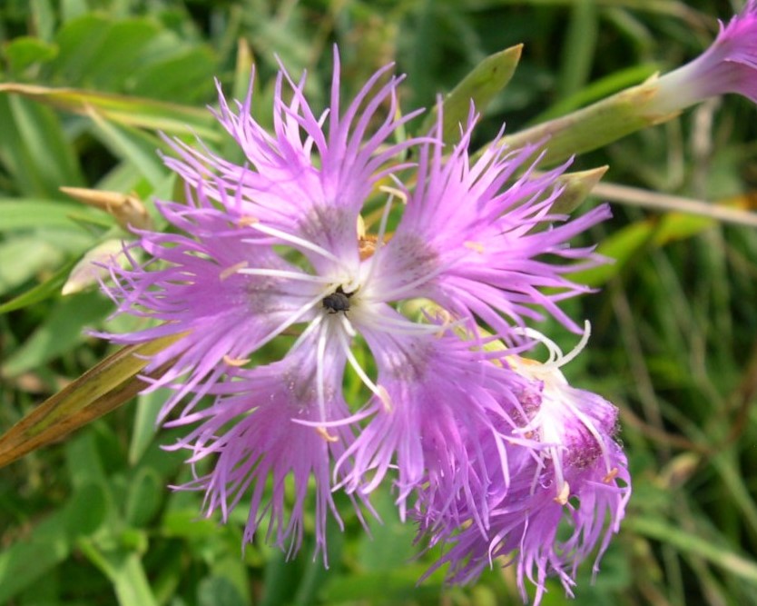 雄しべが目立つエゾカワラナデシコの花