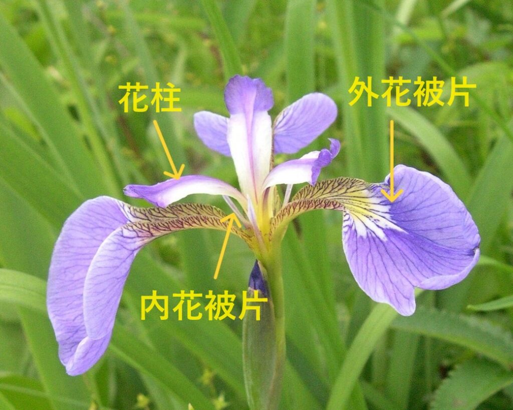 アヤメの花の特徴