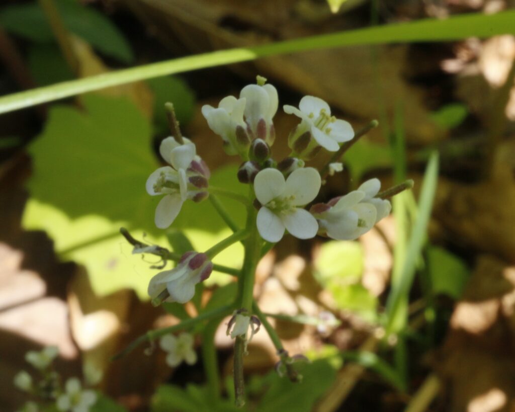 タネツケバナの花