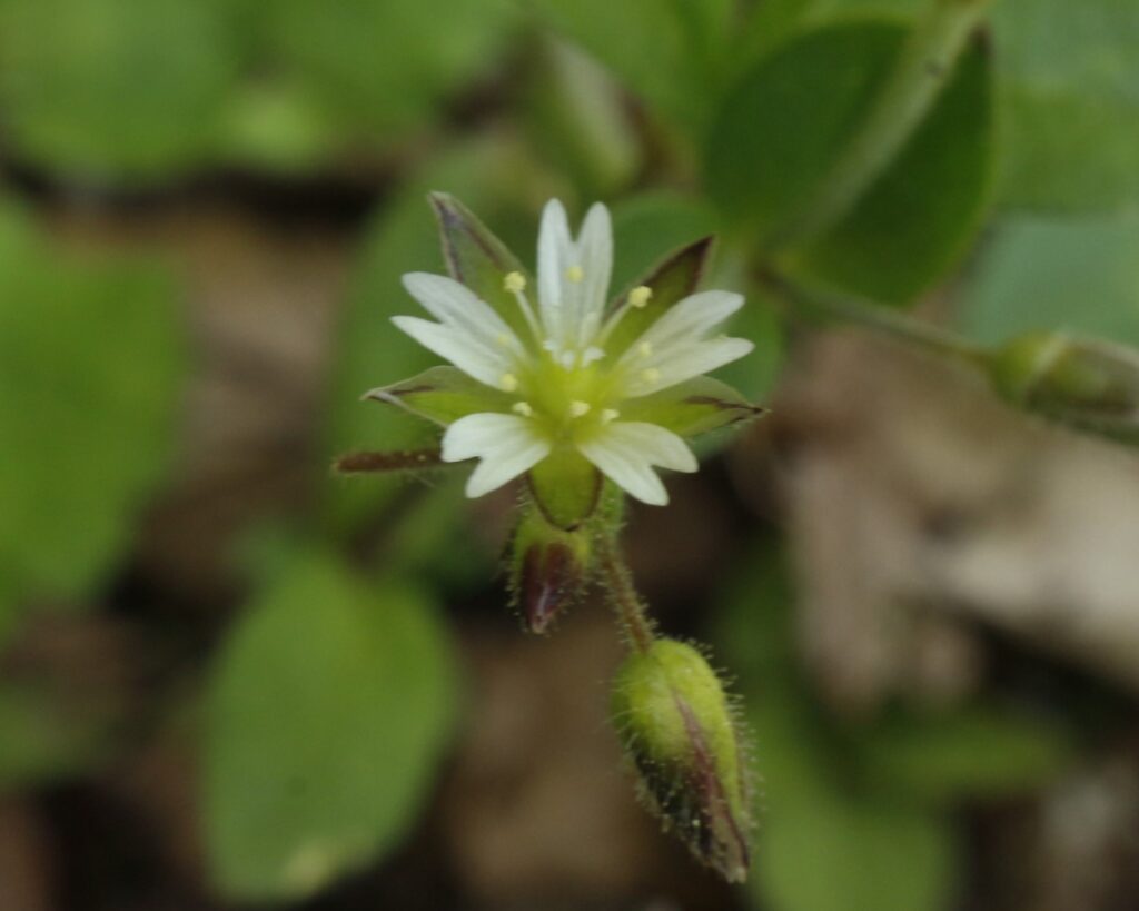 ミミナグサの花