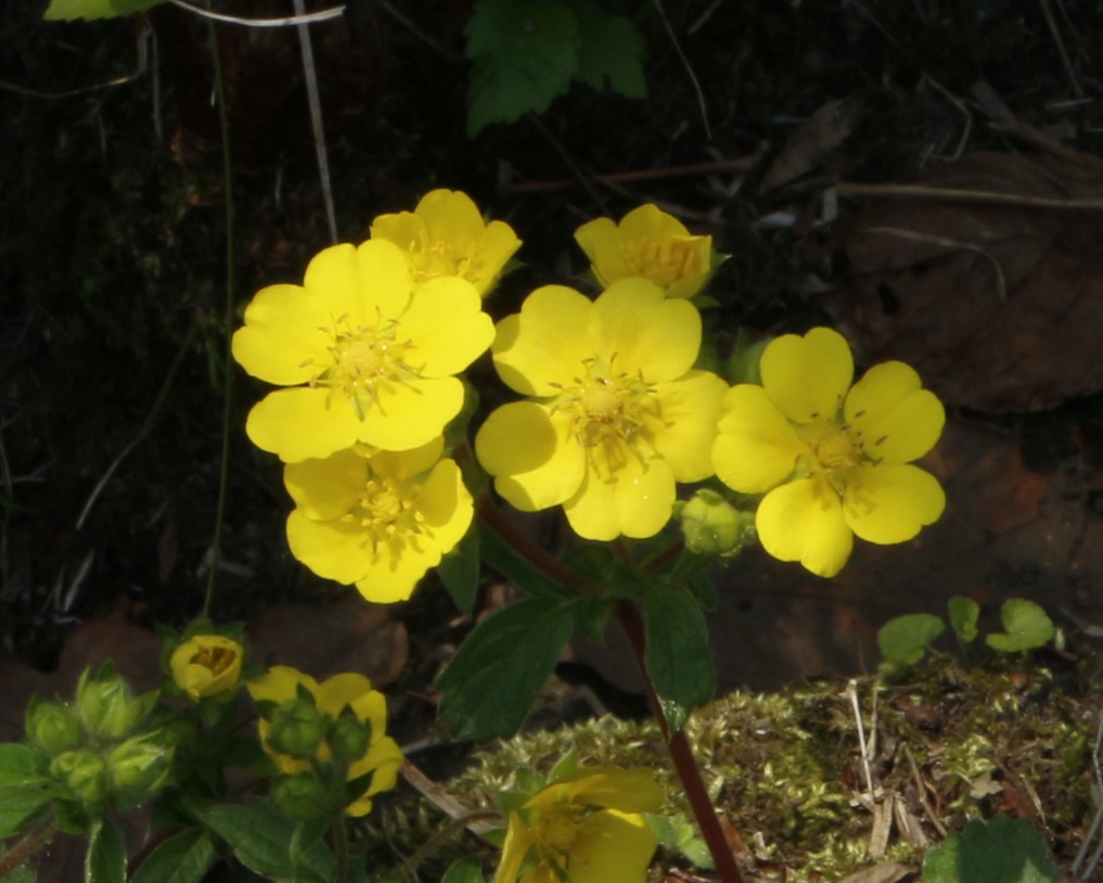 キジムシロの花