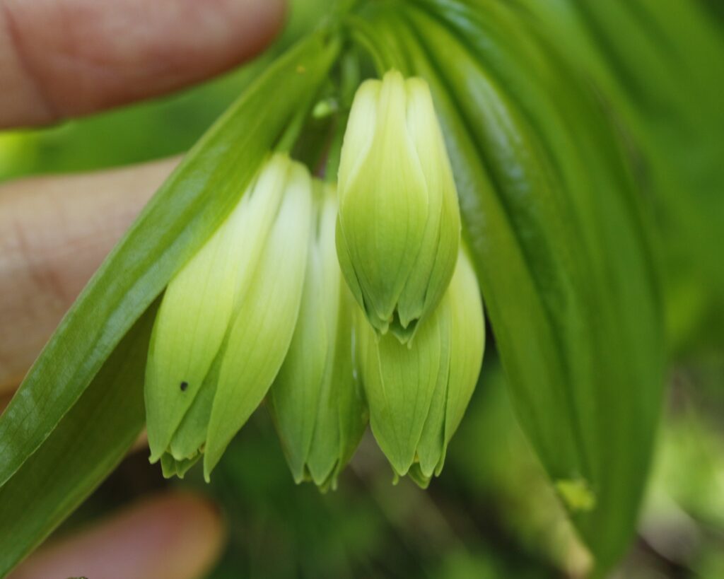 ホウチャクソウの花