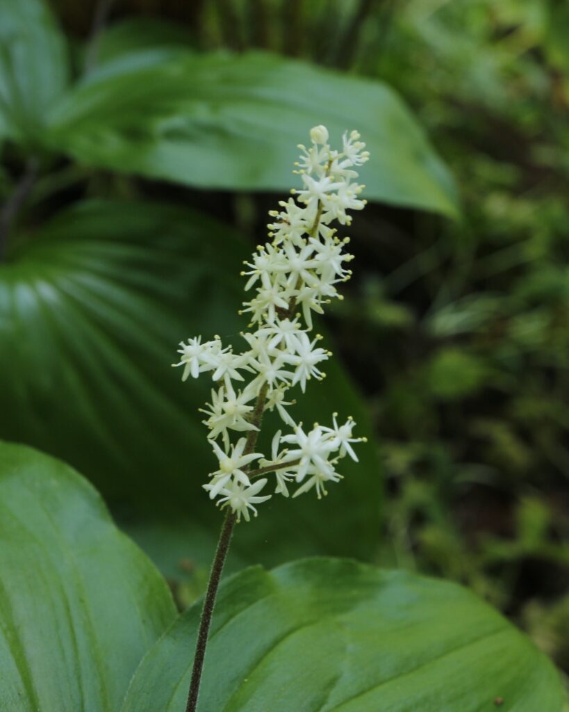 ユキザサの花