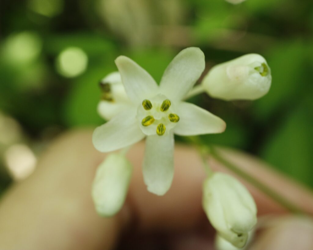 ミツバウツギの花