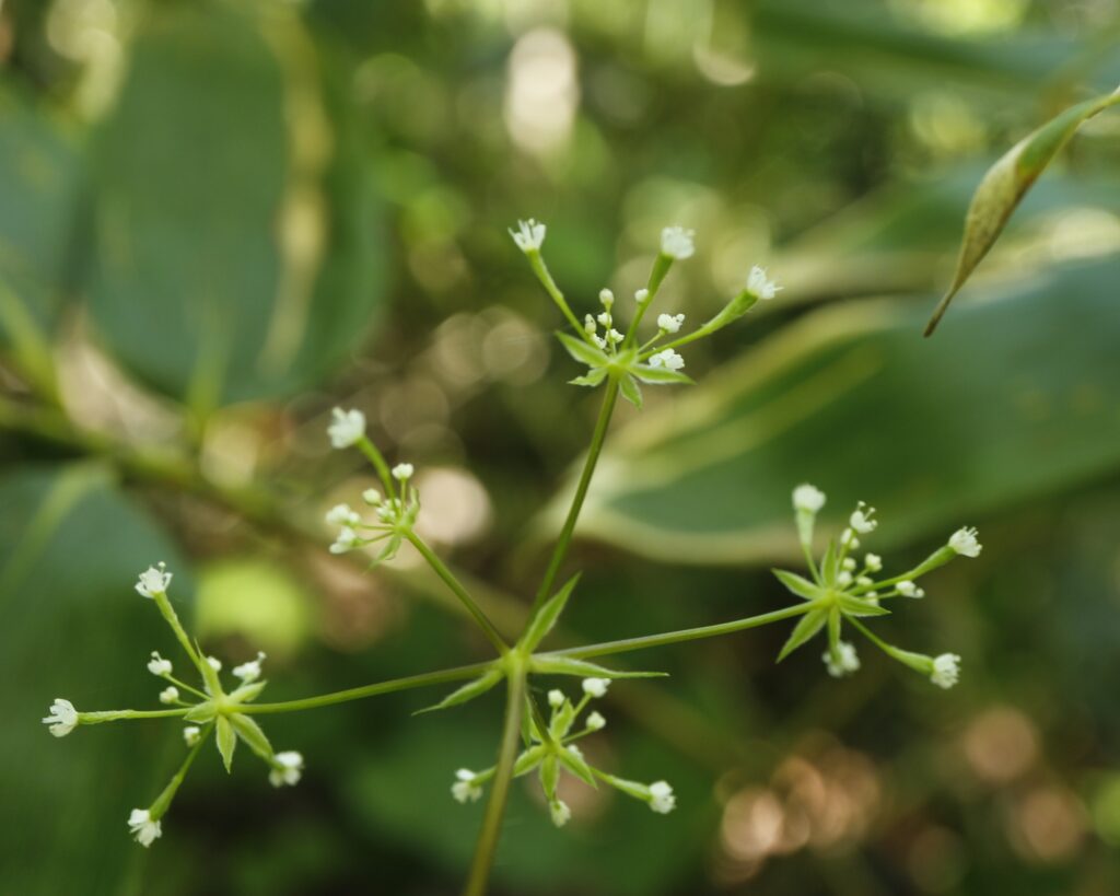 ヤブニンジンの花