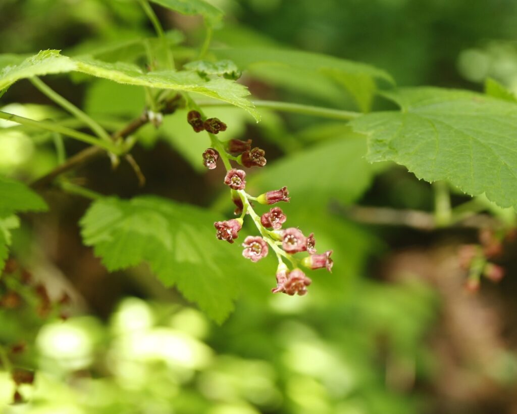 エゾスグリの花