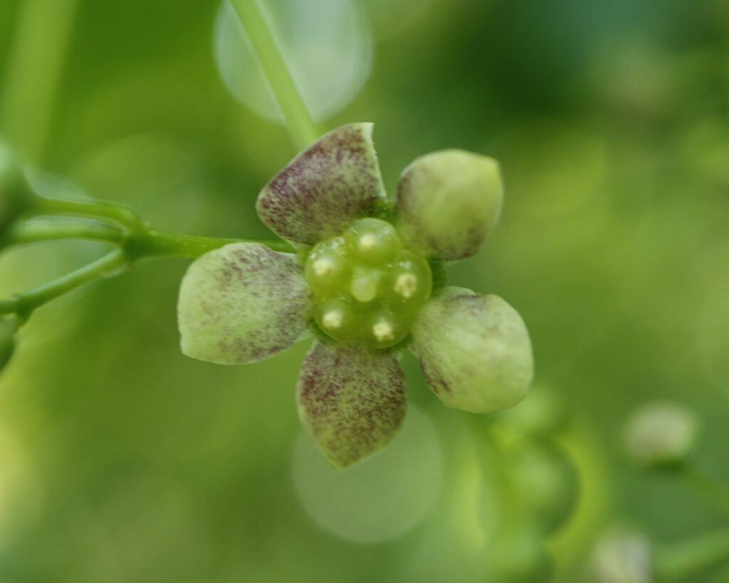 ツリバナの花