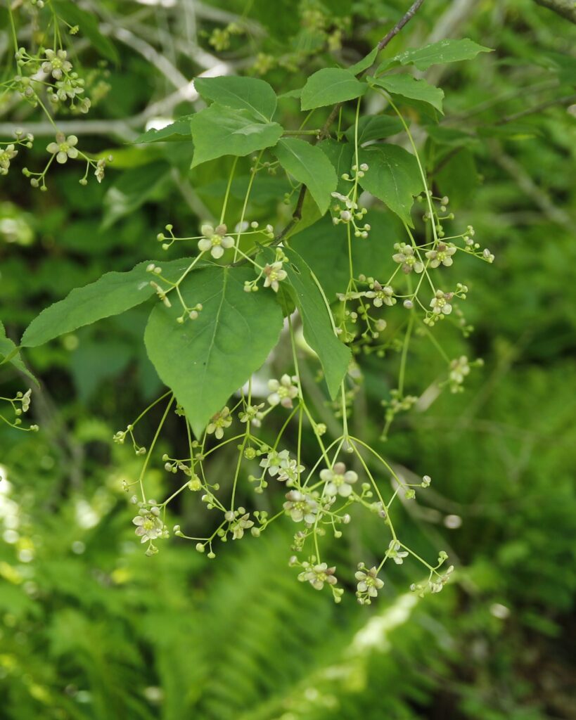 ツリバナの花