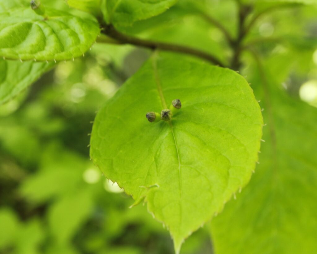 ハナイカダの蕾