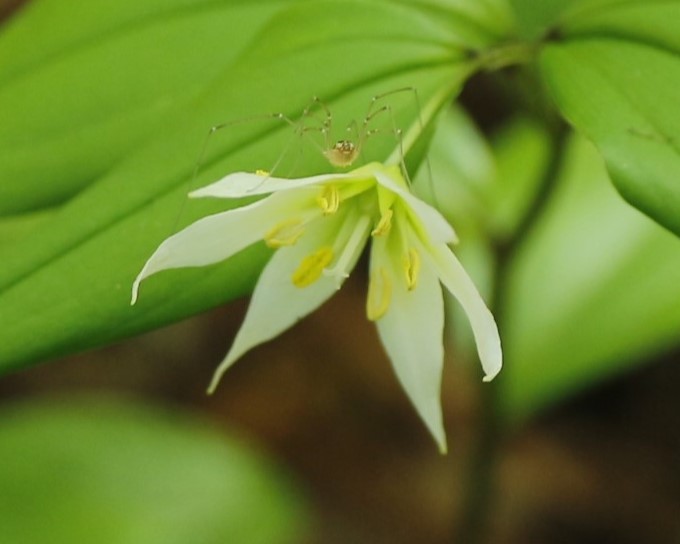 チゴユリの花