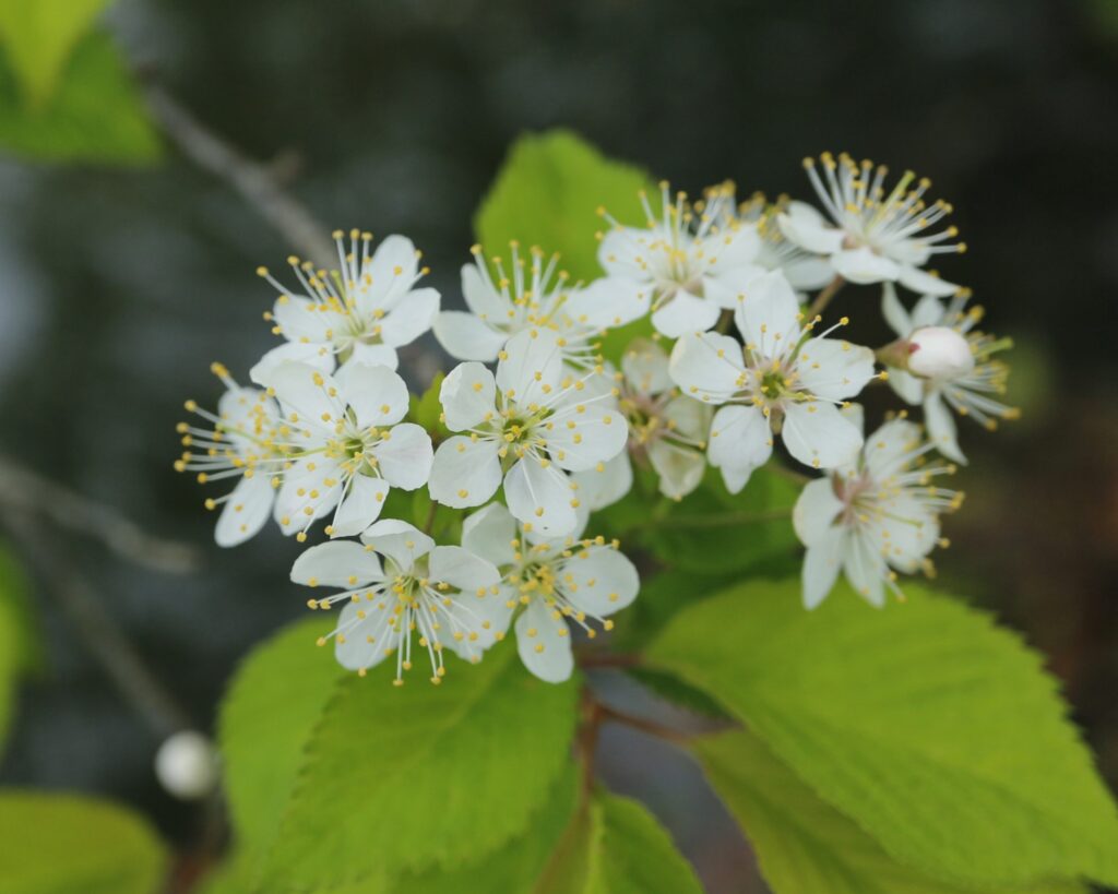 ミヤマザクラの花