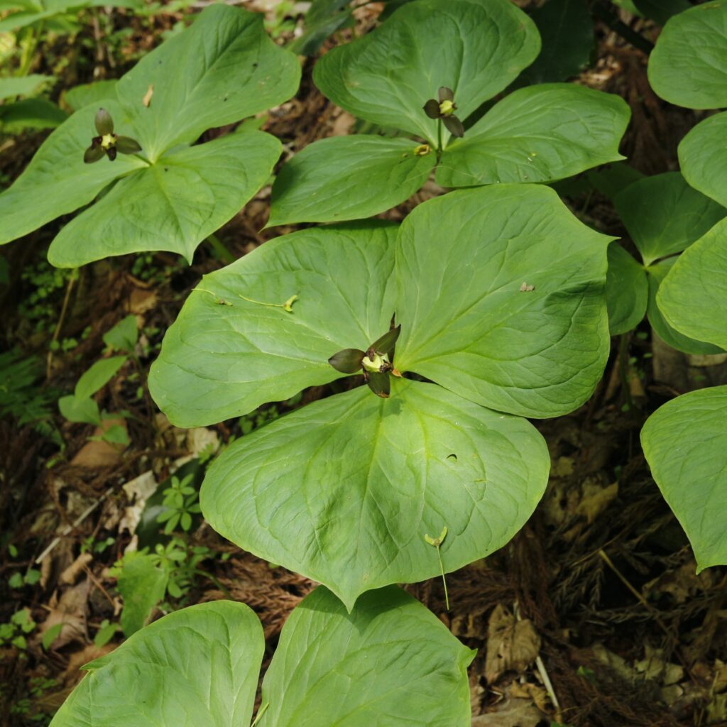 エンレイソウ花後