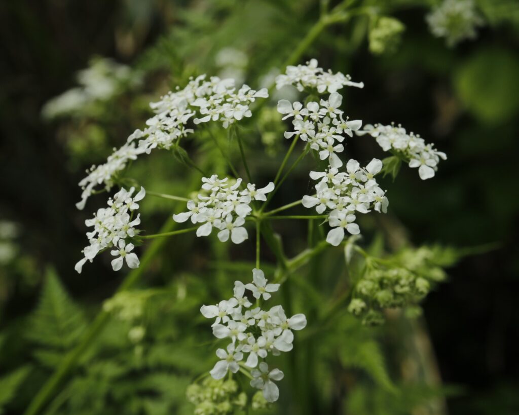 シャクの花