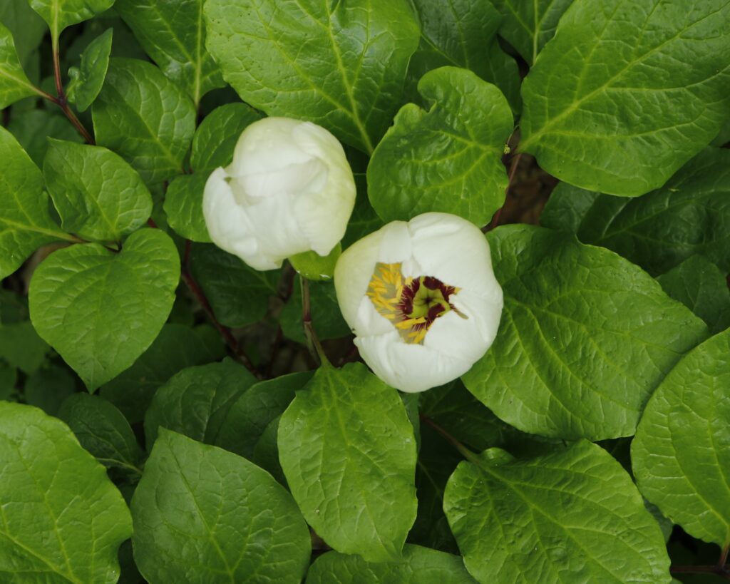 ヤマシャクヤクの花