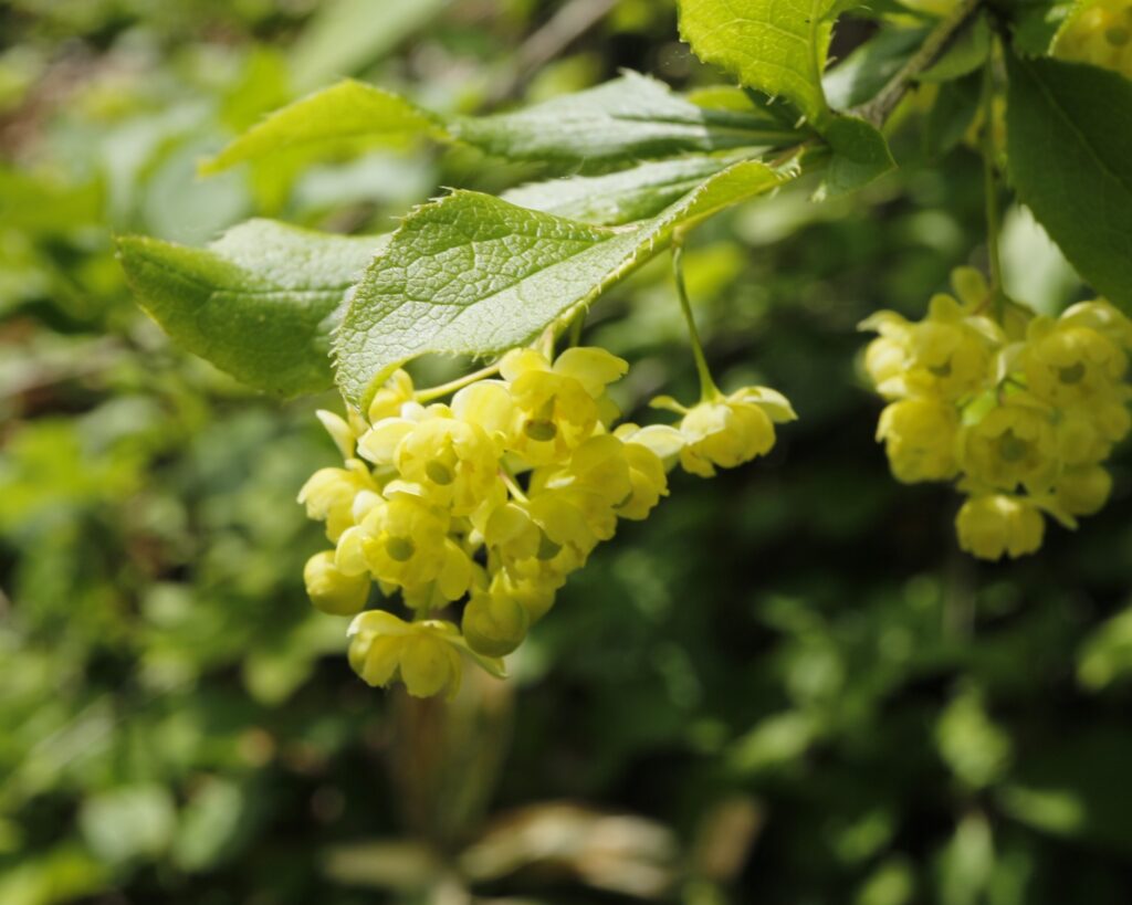 ヒロハノヘビノボラズの花