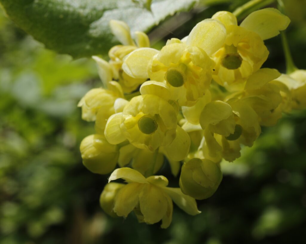 ヒロハノヘビノボラズの花