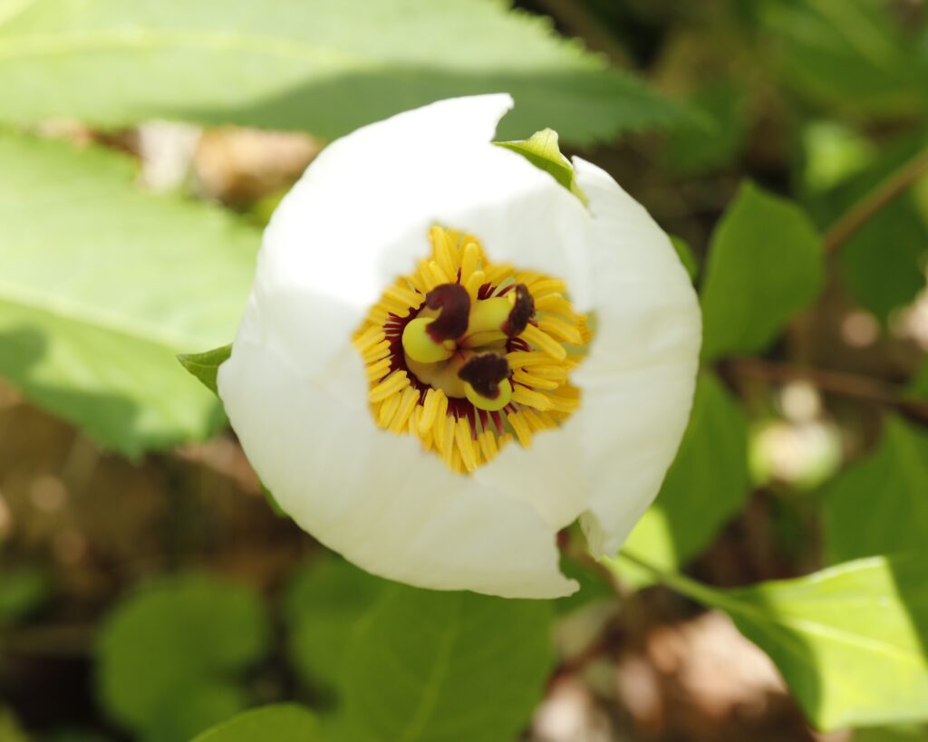 ヤマシャクヤクの花