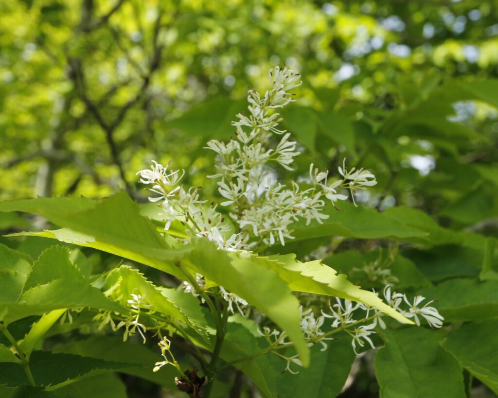 アオダモの花