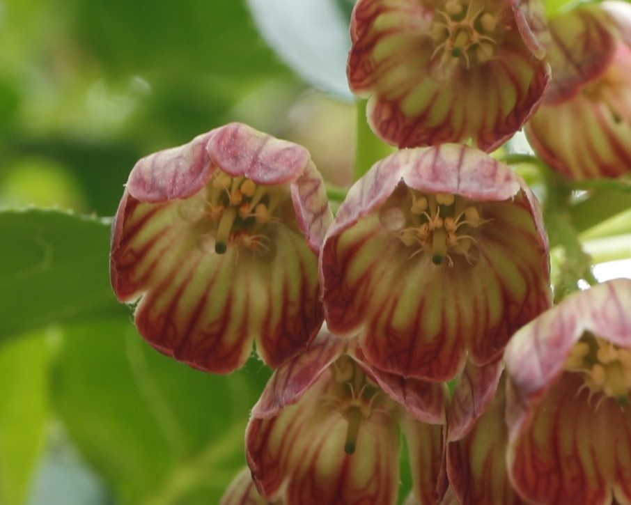 サラサドウダンの花