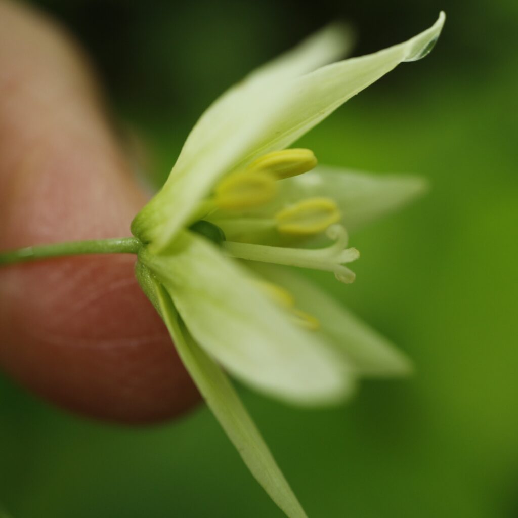 エダウチチゴユリの花柱