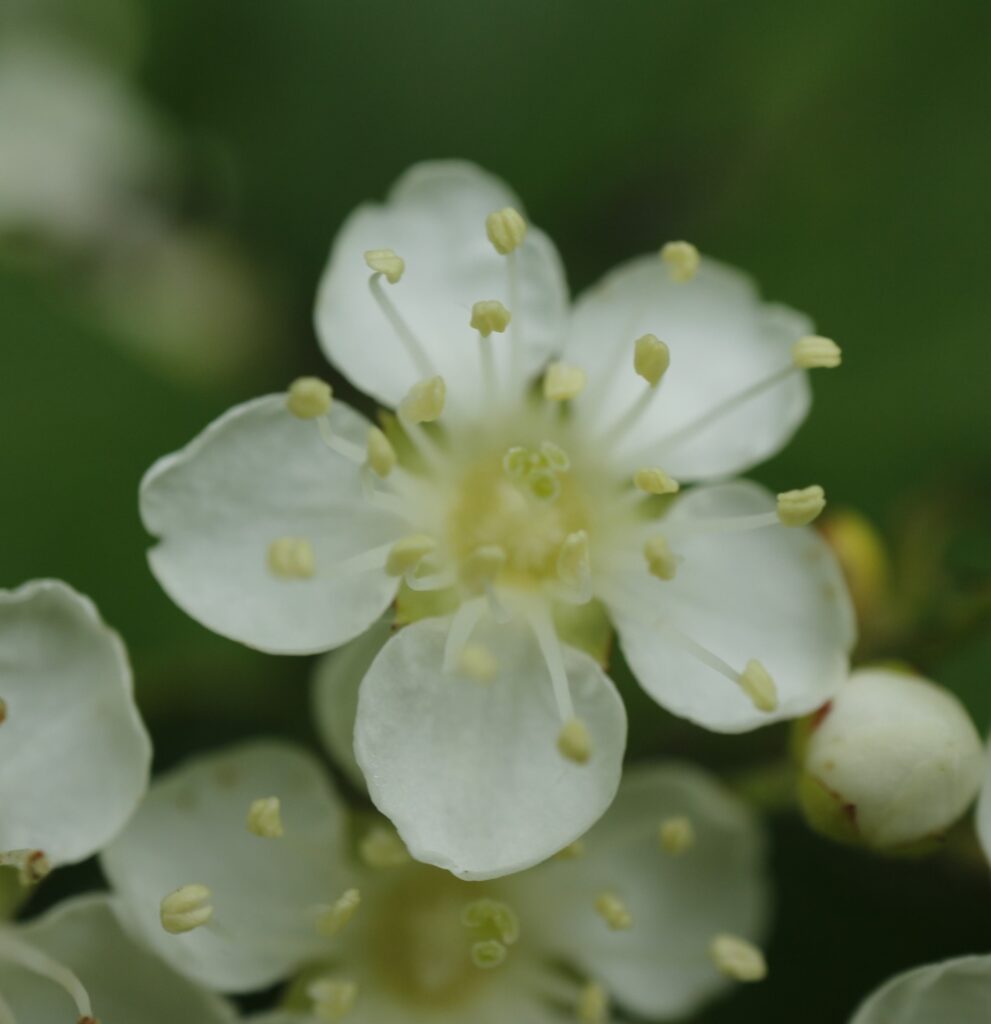 ワタゲカマツカの花