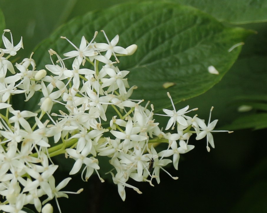 ミズキの花