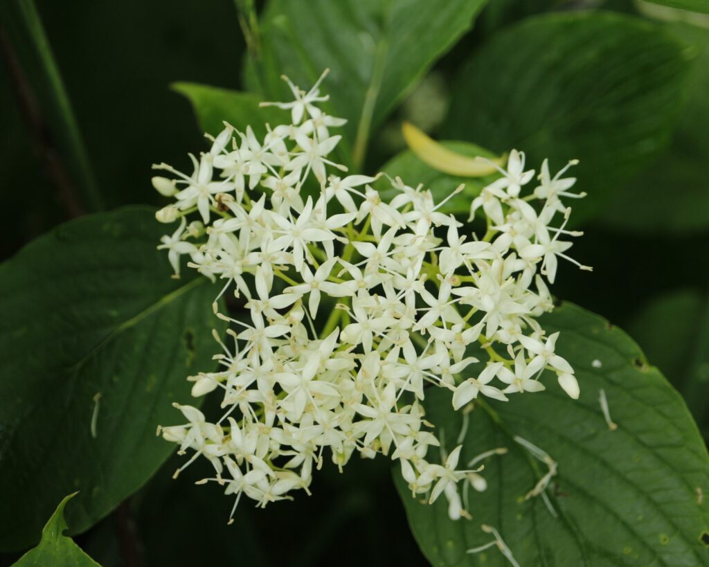 ミズキの花