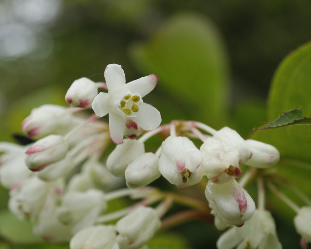 ミツバウツギの花