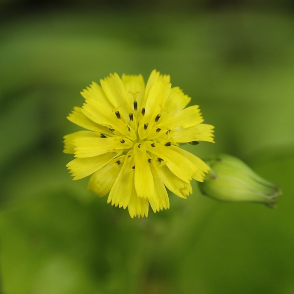 ヤブタビラコの花