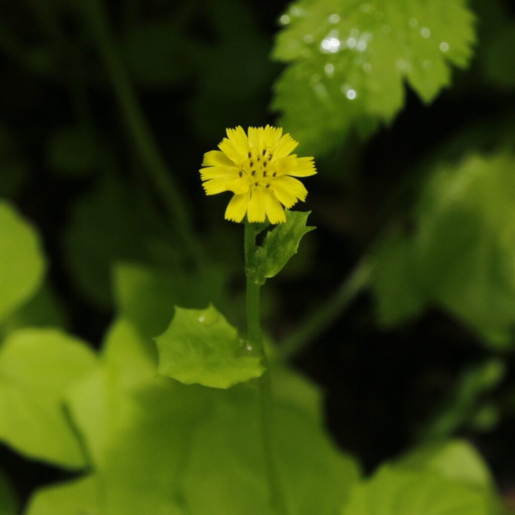 ヤブタビラコの花