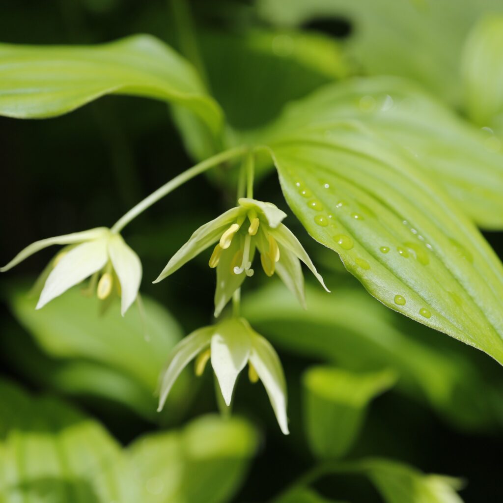 エダウチチゴユリの花