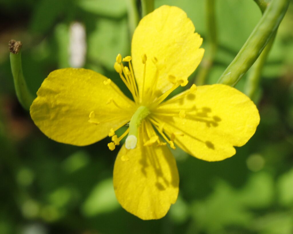 クサノオウの花