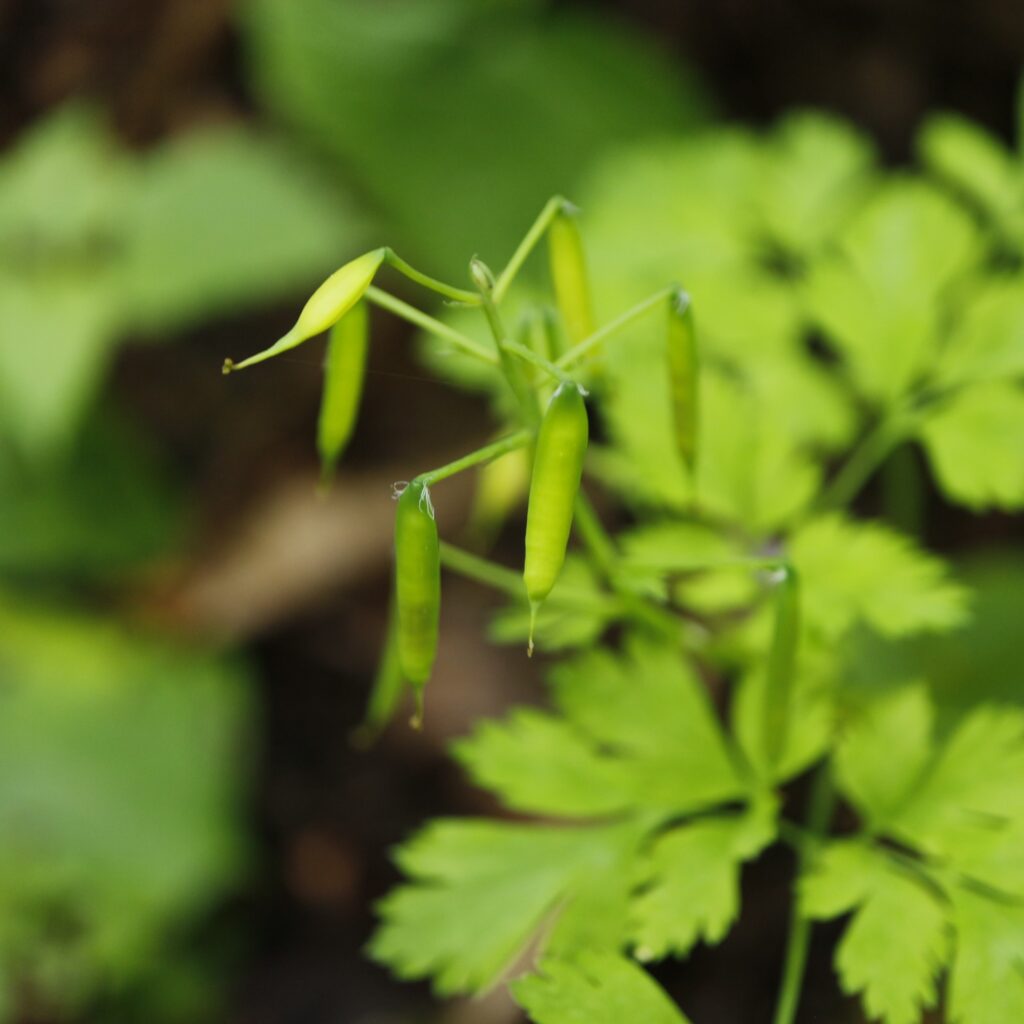 ムラサキケマンの果実