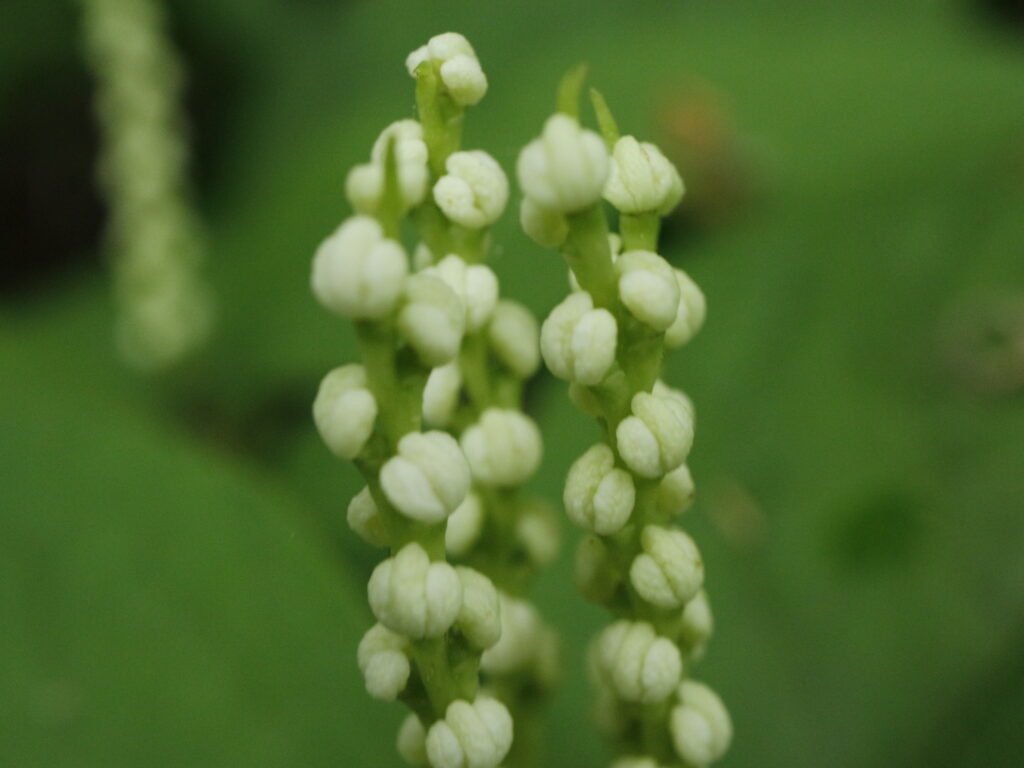 フタリシズカの花