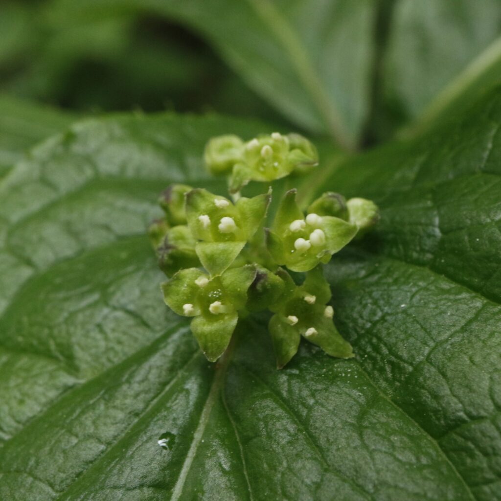 ハナイカダ雄花