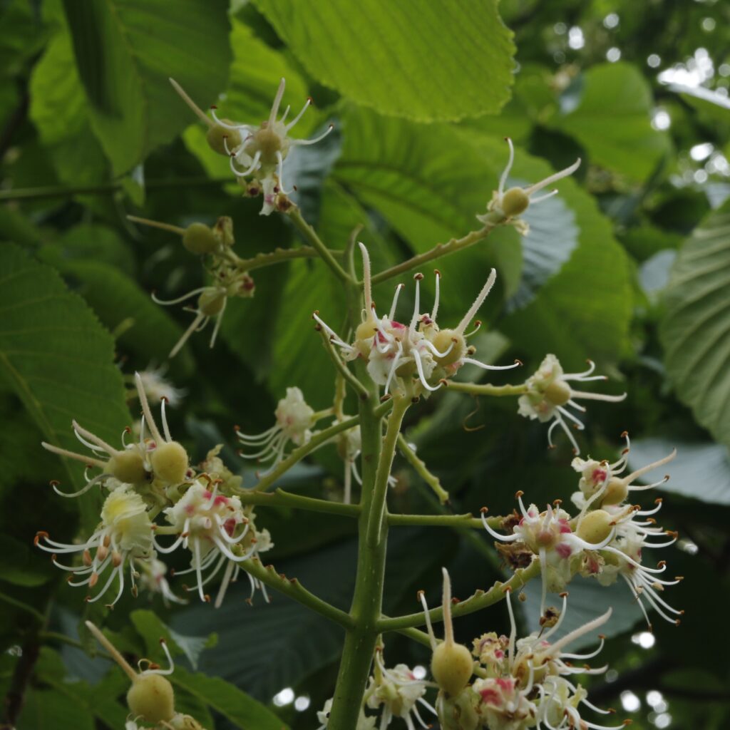 トチノキの花後