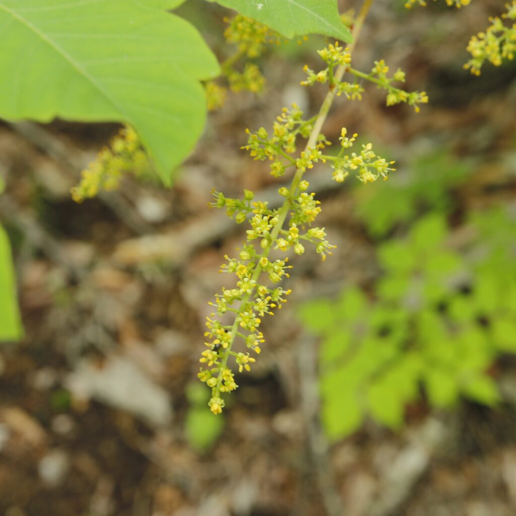 ヤマウルシ雄花