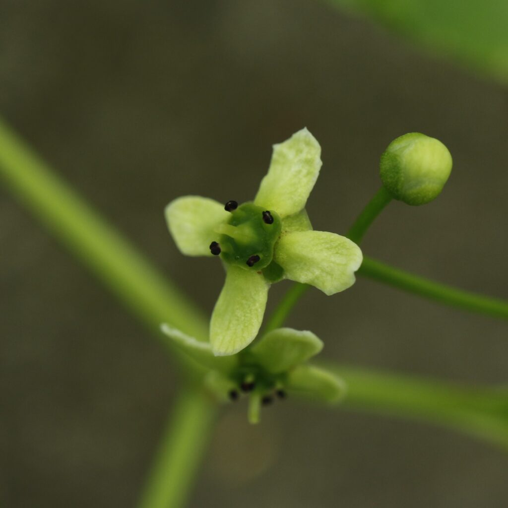 マユミの花