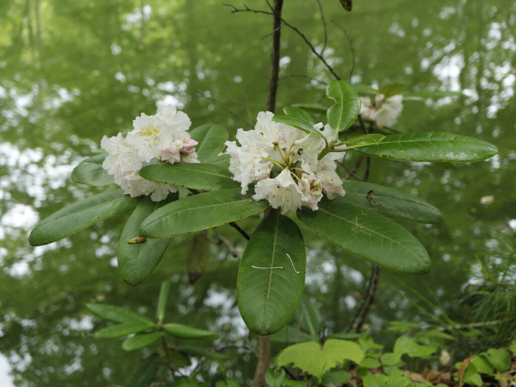 ハクサンシャクナゲ