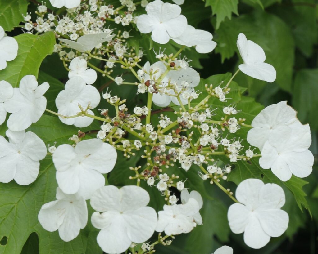 カンボクの花