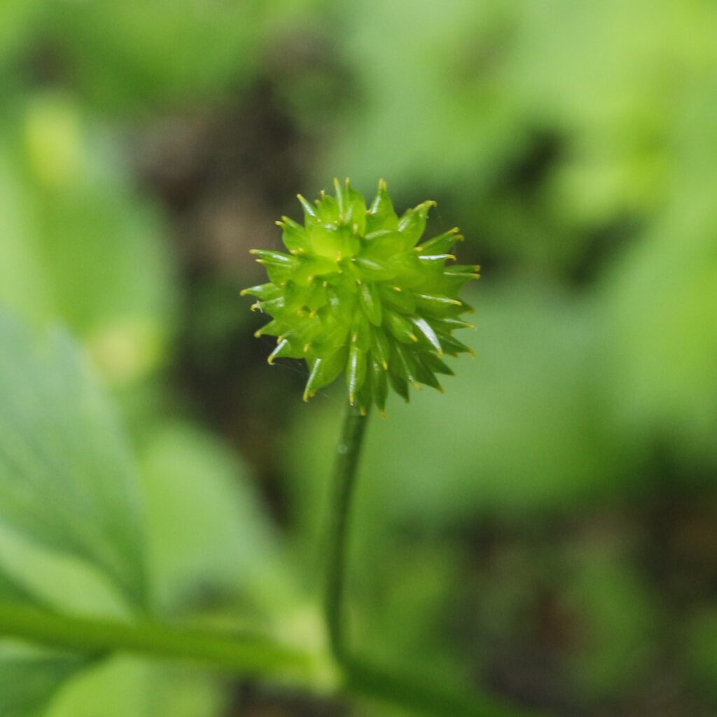 キツネノボタン花後