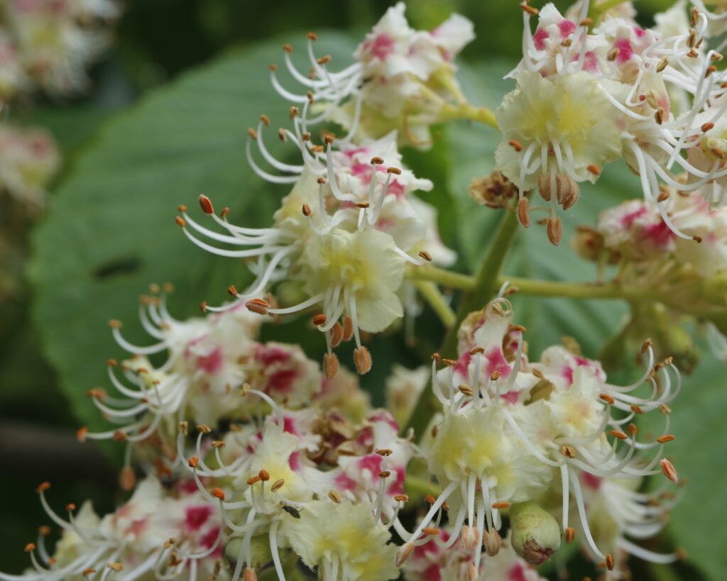 トチノキの花