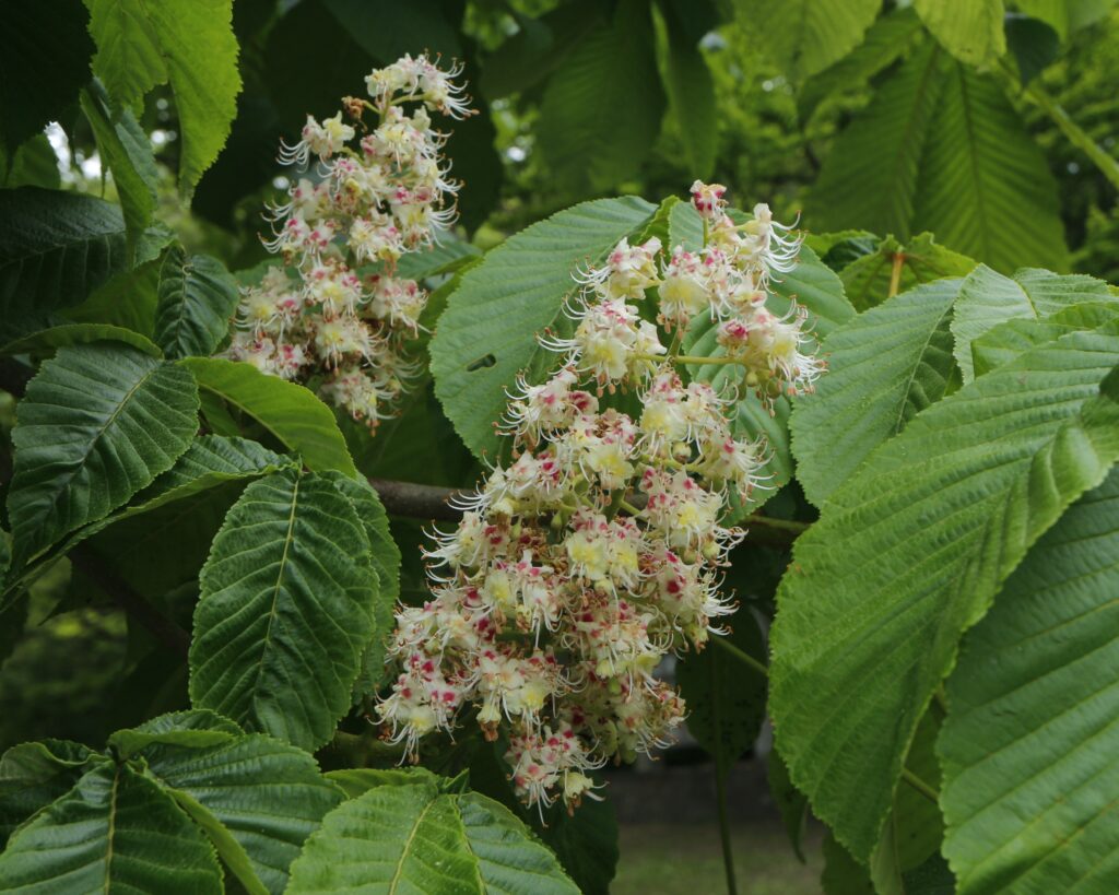 トチノキの花