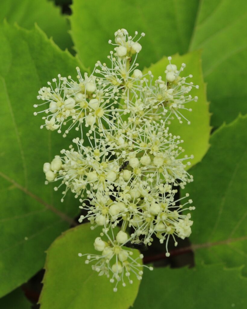 イワガラミ　装飾花無し