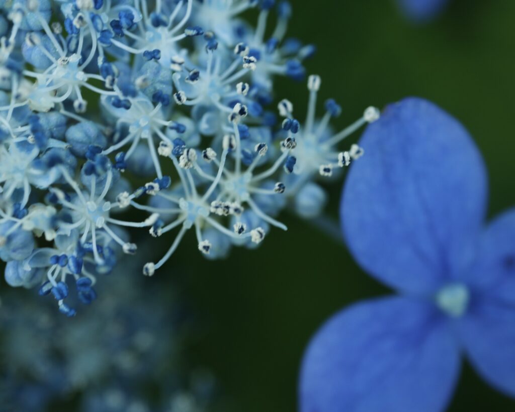 エゾアジサイの花