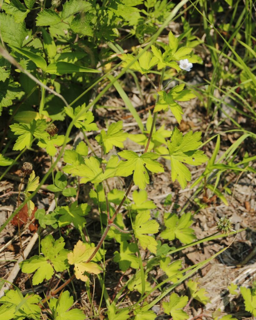 ゲンノショウコ　葉が５裂