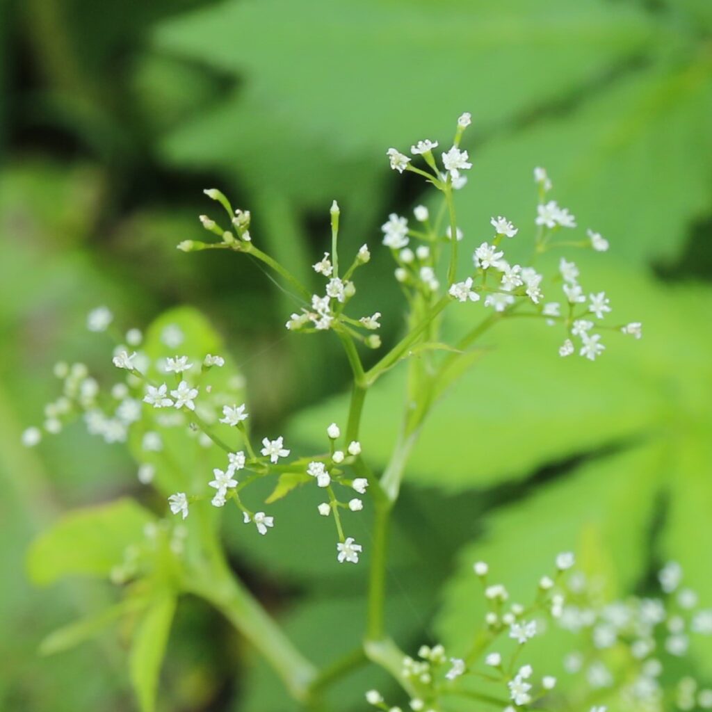 ミツバの花