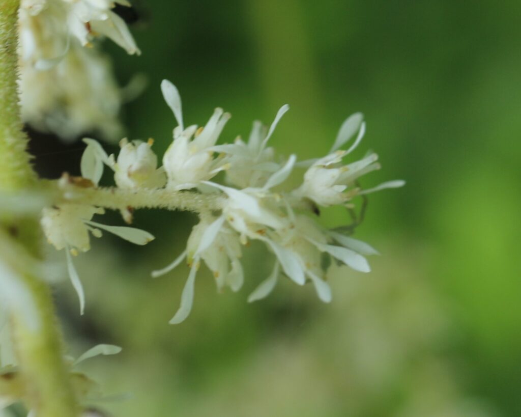 トリアシショウマ　花柱