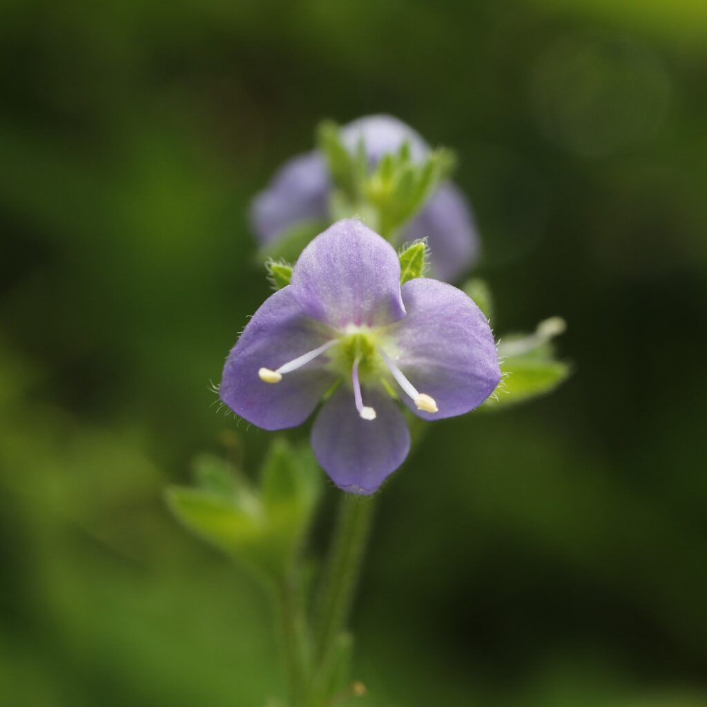 ヒヨクソウの花