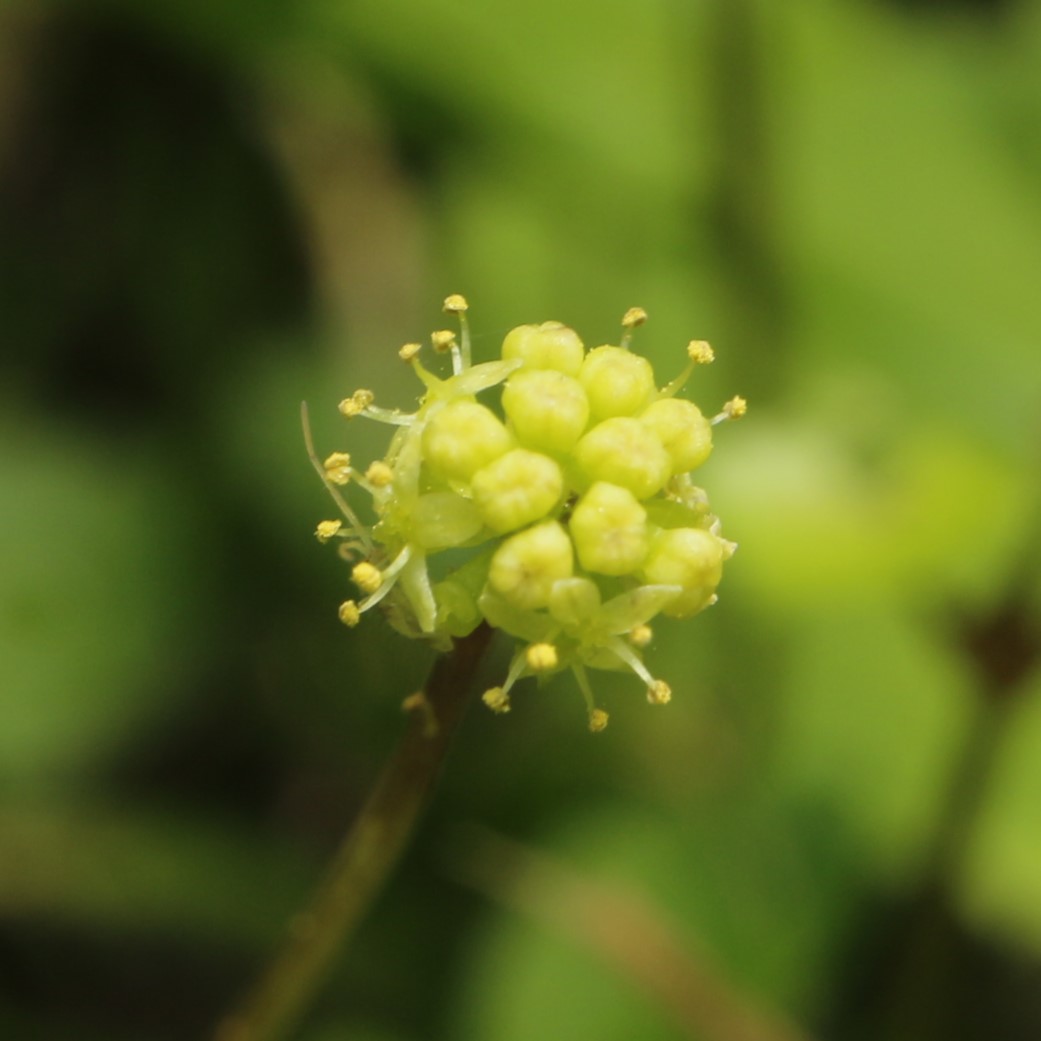 オオチドメの花